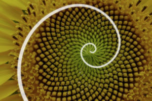 Golden Spiral in Flower