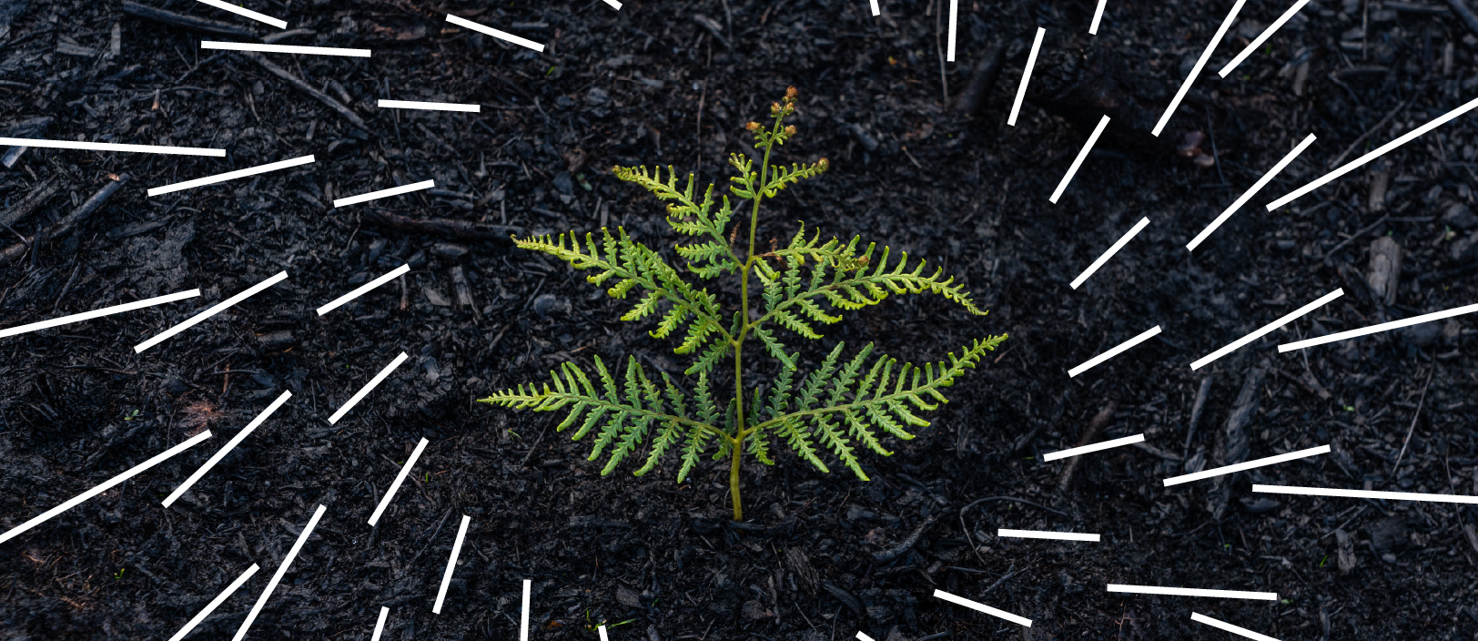 A sprig of new tree growth with a digital representation of growth spiraling from it